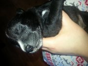 chiots border collie X a donner!