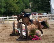 large poney dressage et obstacle