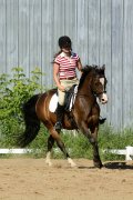 large poney dressage et obstacle