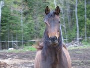 Canadian warmblood a vendre 
