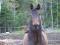 Canadian warmblood a vendre 