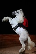 Un après midi au Haras
