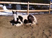 Jument paint horse enregistrée