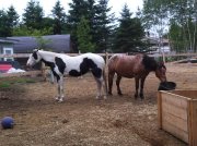Jument paint horse enregistrée