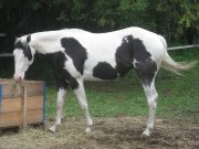Jument paint horse enregistrée