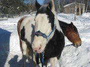 Jument paint horse enregistrée