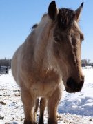 Très bon cheval offert en demi-pension :)