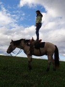 Très bon cheval offert en demi-pension :)