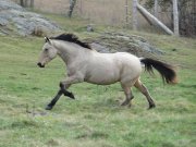 Très bon cheval offert en demi-pension :)