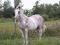 Hongre Paint & jument appalossa / arabe