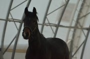 Belle jument warmblood avec saillie