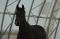Belle jument warmblood avec saillie
