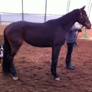 Belle jument warmblood avec saillie