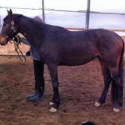 Belle jument warmblood avec saillie