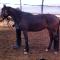 Belle jument warmblood avec saillie