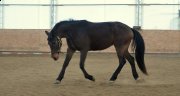 Belle jument warmblood avec saillie
