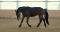 Belle jument warmblood avec saillie