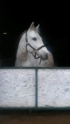 Super schoolmaster de dressage