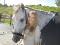 Super schoolmaster de dressage