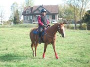 MAGNIFIQUE QUARTER HORSE   NIVEAU CAVALIER 4 PLAISANCE  1998