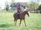 MAGNIFIQUE QUARTER HORSE   NIVEAU CAVALIER 4...