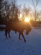 MAGNIFIQUE QUARTER HORSE   NIVEAU CAVALIER 4 PLAISANCE  1998
