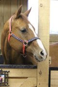 MAGNIFIQUE QUARTER HORSE   NIVEAU CAVALIER 4...