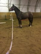 POULICHE WARMBLOOD PRESQUE 4 ANS - POTENTIEL 