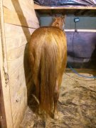 cheval a vendre