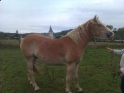 haflinger hongre 3ans