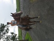 JUMENT DE BARILS (QUARTER HORSE ENREGISTRÉE)