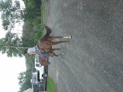 JUMENT DE BARILS (QUARTER HORSE ENREGISTRÉE)