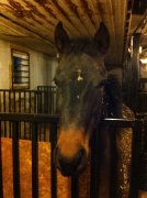 Gentils poneys/poulains à vendre, pas cher !! 