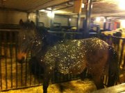 Gentils poneys/poulains à vendre, pas cher !! 