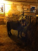 Gentils poneys/poulains à vendre, pas cher !! 