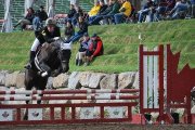 Large poney avec équipement à vendre!