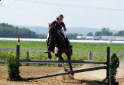 Large poney avec équipement à vendre!