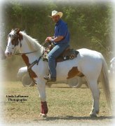 Cheval de tours