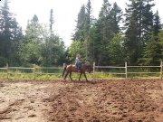 Jument appendix, cavalier 4 ! À VOIR !