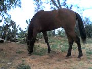 CHEVAL ARABE BARBE 3 ANS
