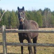 hongre canadien warmblood enrg. 16 mains 16 ans.