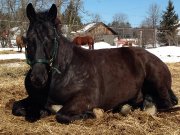 Hongre canadien 5 ans à vendre
