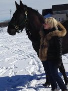 Hongre canadien 5 ans à vendre