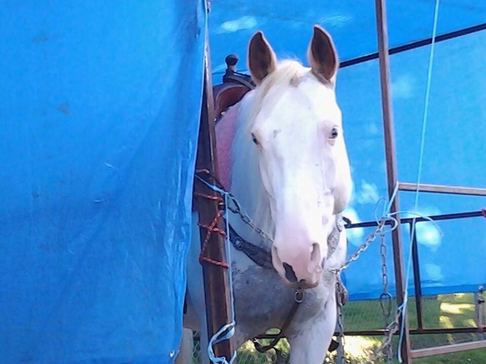 Belle jument de randonnée a vendre 1900$ nego