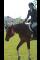 Large Ponette 10ans avec 6ans d'expierence au...