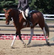 Large Ponette 10ans avec 6ans d'expierence au JEUX -rive-sud