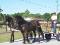 Cart, Forecart, Exercice Cart a vendre
