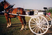 Cart, Forecart, Exercice Cart a vendre