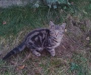 Chats recherche famille ou ..ferme