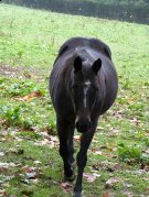 Recherche Dp sur deux juments